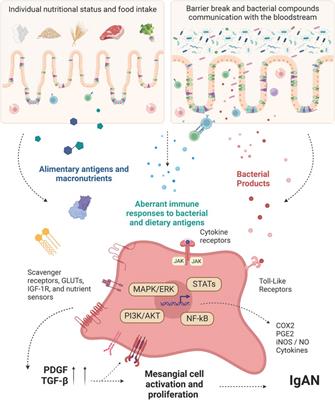 Gut-kidney axis in IgA nephropathy: Role on mesangial cell metabolism and inflammation